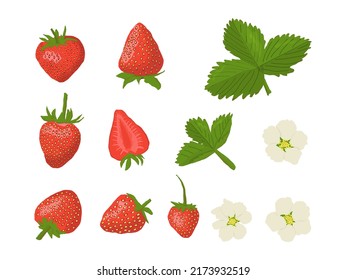 Fresh ripe strawberry set. Whole and sliced juicy red summer berries with leaves, flowers isolated on white. Vector illustration for organic food, fruit, farm market, natural product concept, print