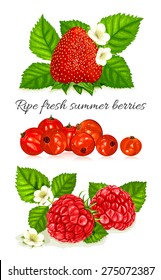 Frescas bayas maduras de verano. Ilustración del vector