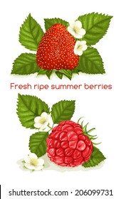 Fresh ripe summer berries.Vector illustration of strawberry and raspberry with leaves and blossoms.