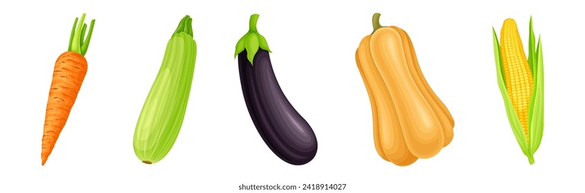 Fresh and Ripe Vegetables Harvest with Organic Crop Vector Set