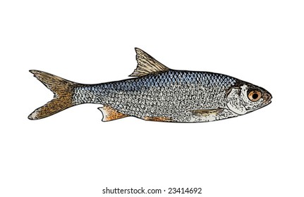Fresh roach fish vector