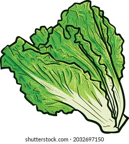 Fresh Romaine Lettuce In Simple Cartoon Style