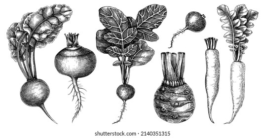 Fresh root vegetable collection. Root plants sketch set. Garden vegetable vector drawings. Hand-sketched beet, radish, daikon, celery, turnip illustration. For menu, recipe, packaging design