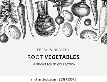 Fresh root vegetables background. Root plants sketches design. Garden vegetable vector banner. Hand-sketched beet, radish, daikon, celery, turnip illustration. For menu, recipe, packaging, markets