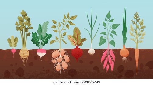 Fresh roots vegetable vector llustration. Root plants growing underground. Garden vegetable drawing. Onion, radish, turnips, carrots, potatoes,  celery, sweet potatoes. For menu, package.