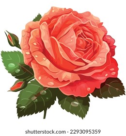 Fresh rose blossom bouquet design over white