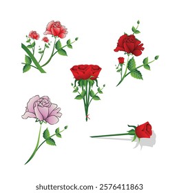 A fresh rose is lying on the ground and many roses are in bunch form ‍set