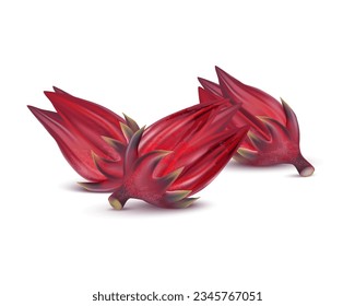 Fresh roselle isolated on white background. 3D realistic vector illustrations. Food concepts.