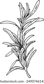 Fresh rosemary branch hand-drawn black and white outline illustration.