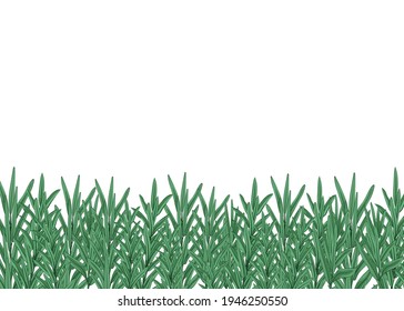 Fresh rosemary branches. Color image. Close-up. There is room for text. Element for design. Vector illustration.