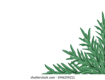 Fresh rosemary branches. Color image. Close-up. There is room for text. Element for design. Vector illustration.