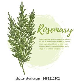 Featured image of post Easy Drawing Of Rosemary : Every herb is different and in some cases, the dried herb simply can&#039;t cut it as a substitute.