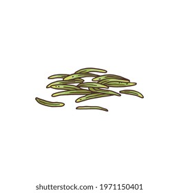 Fresh rosemary narrow leaves, colored engraving vector illustration isolated on white background. Hand drawn rosemary leaves. Culinary herb and perfumery ingredient.
