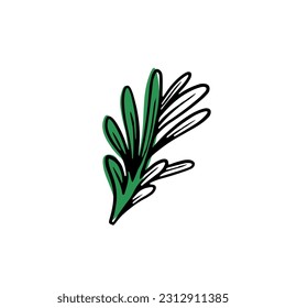 Fresh rosemary on white background