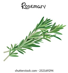 Fresh Rosemary Sprigs. Rosemary Sprigs. Vector Illustration