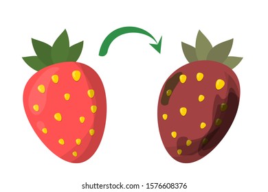Fresh and rotten red strawberry vector isolated. Food waste. Dirty, bad and unhealthy berry. Food trash. Good food become bad.