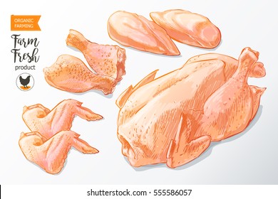 Fresh row chicken meat divided into parts. Isolated on a white vintage vector sketch watercolor hand drawn