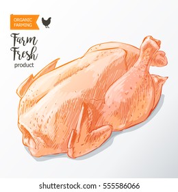 Fresh row chicken meat. Top view. Isolated on a white vintage vector isolated sketch hand drawn watercolor