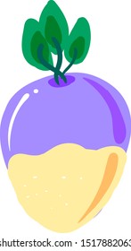 Fresh rutabaga, illustration, vector on white background.