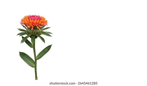 Planta De Cártamo Fresca Com Folhas Verdes E Flores Coloridas, Isolada Contra Um Fundo Branco Puro, Nítida, Realista, E Perfeitamente Limpa Com Sombras Macias