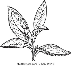 Fresh sage branch hand-drawn black and white outline illustration.