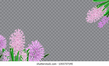 Fresh sakura flower hyacinth horizontal. Spring bouquet of hyacinths. Design element for invitations, cards, packaging. Watercolor vector image.