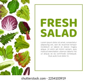 Fresh Salad Leaves Design with Green Vegetables Vector Template