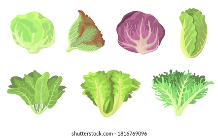 Fresh salad leaves flat illustration set. Cartoon radicchio, lettuce, romaine, kale, collard, sorrel, spinach, red cabbage isolated vector illustration collection. Vegetarian food and plants concept