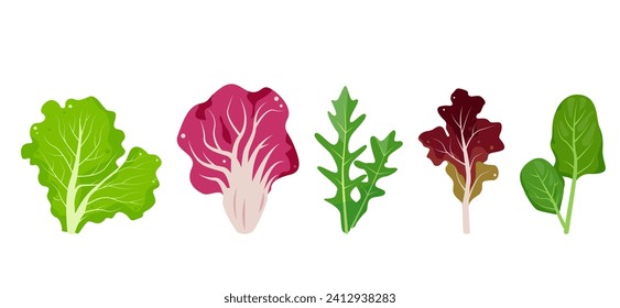 Fresh salad leaves. Popular culinary leaf set for cooking. Green Lettuce salad leaf, Radicchio, Lolo Rosso or red coral Lettuce, Arugula and Spinach. Vector illustration isolated on white background.