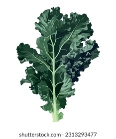 Fresh salad with organic kale and parsley icon isolated