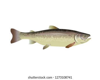 3,126 Live salmon fish Images, Stock Photos & Vectors | Shutterstock