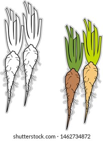 Fresh salsify, illustration, vector on white background.