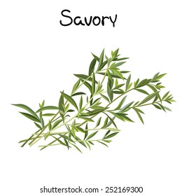 Fresh savory sprigs. Savory sprigs. Vector illustration