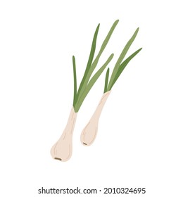 Fresh scallions with spring onion bulbs. Green feathers of sibies. Raw vegetable composition. Flat vector illustration of natural organic food isolated on white background