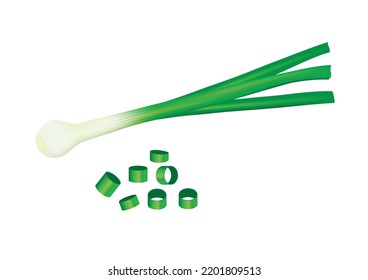 Fresh scallions with spring onion bulbs. Green feathers of sibies. Raw vegetable composition. Flat vector illustration of natural organic food isolated on white background.