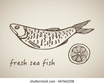 fresh sea fish. vector drawing