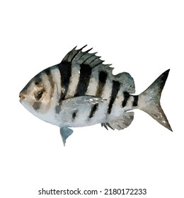 Fresh Sheephead Fish isolated on white background. Archosargus probatocephalus. Watercolor style. Realistic Vector illustration. Clipart