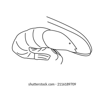 Fresh shrimp in doodle style. Vector illustration, hand drawn with an outline on a white background. For seafood logo, restaurants, menu