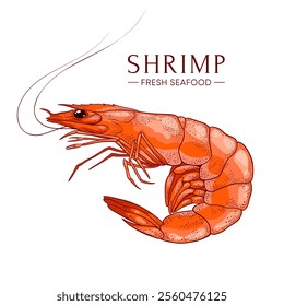 Fresh shrimp. Ocean prawn high detailed vector. Food market product, healthy meal. Fresh seafood illustration