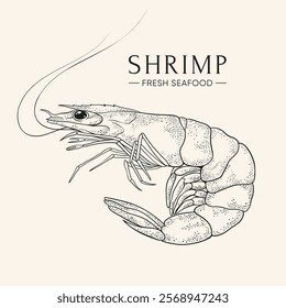 Fresh shrimp. Ocean prawn high detailed vector. Food market product. Fresh seafood. Hand drawn illustration in retro style