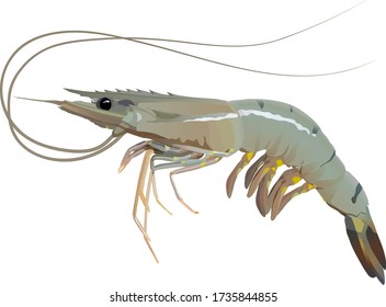 Fresh Shrimp Or Prawn On White Background Vector