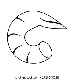 Fresh shrimp or prawn as shellfish concept in vector icon