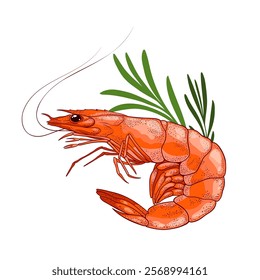 Fresh shrimp with sprig of rosemary. Ocean prawn high detailed vector. Food market product, healthy meal. Fresh seafood illustration