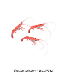 Fresh shrimps marine creatures set. Delicacy nutritious seafood. Restaurant menu, fish market design. Organic natural healthy vegetarian food cartoon vector illustration isolated on white background