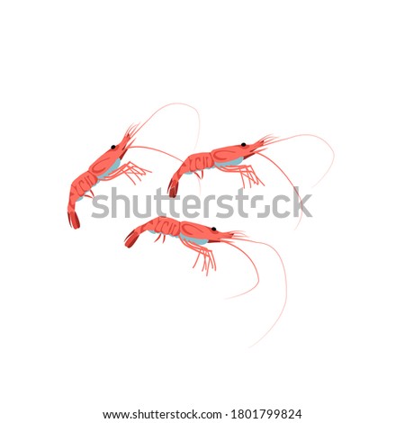 Fresh shrimps marine creatures set. Delicacy nutritious seafood. Restaurant menu, fish market design. Organic natural healthy vegetarian food cartoon vector illustration isolated on white background