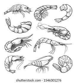 Fresh shrimps, prawn hand drawn illustrations set. Seafood restaurant menu design elements pack. Delicious snacks, gourmet delicacies black nad white sketch drawings isolated on white background