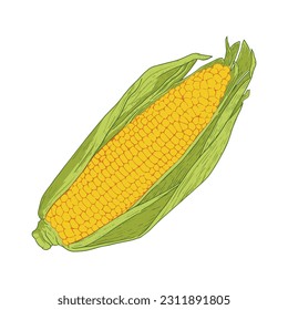 fresh single ear of corn vegetable