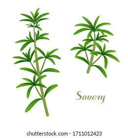 Fresh single sprigs of summer savory isolated on white background. Vector illustration