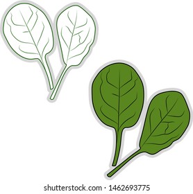 Fresh spinach, illustration, vector on white background.