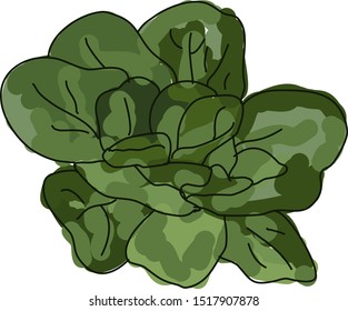 Espinafre fresco, ilustração, vetor sobre fundo branco.